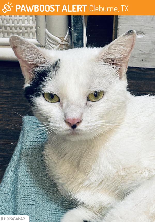 Found/Stray Female Cat last seen Woodard street, Cleburne, TX 76033