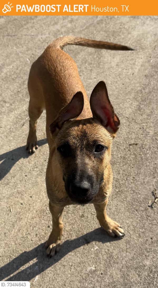 Found/Stray Female Dog last seen Westheimer & Gray Falls Dr, Houston, TX 77077