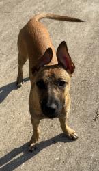 Found/Stray Female Dog last seen Westheimer & Gray Falls Dr, Houston, TX 77077