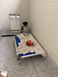 Shelter Stray Female Dog last seen Clifton, VA, 20124, Clifton Hunt Ln/Clifton Hunt C, Fairfax County,, 4500 West Ox Rd, Fairfax, VA 22030, USA