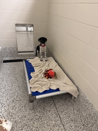 Shelter Stray Female Dog last seen Clifton, VA, 20124, Clifton Hunt Ln/Clifton Hunt C, Fairfax County,, 4500 West Ox Rd, Fairfax, VA 22030, USA