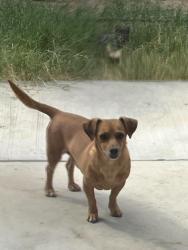 Lost Male Dog last seen Tropicana and mountain Vista, Las Vegas, NV 89121
