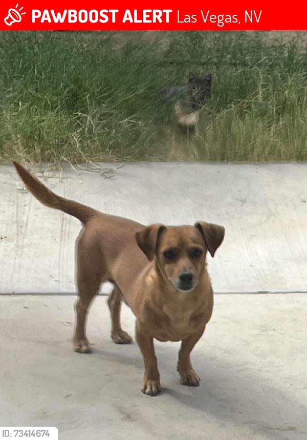 Lost Male Dog last seen Tropicana and mountain Vista, Las Vegas, NV 89121