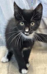 Shelter Stray Male Cat last seen Near Marian, Caddo Parish, LA, 1500 Monty St, Shreveport, LA 71107, USA
