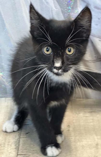 Shelter Stray Male Cat last seen Near Marian, Caddo Parish, LA, 1500 Monty St, Shreveport, LA 71107, USA