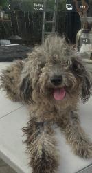 Found/Stray Male Dog last seen Via Pavo and via amador, Moreno Valley, CA 92557