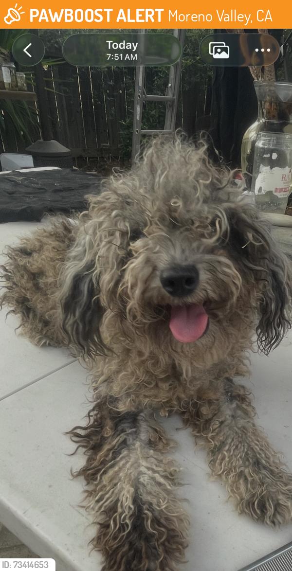 Found/Stray Male Dog last seen Via Pavo and via amador, Moreno Valley, CA 92557