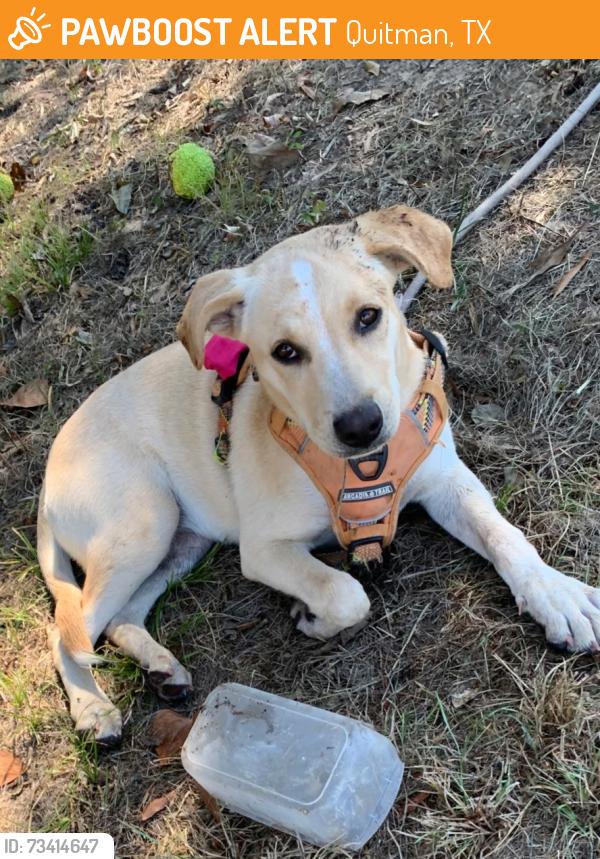 Found/Stray Female Dog last seen CLARK ST AND hWy 154 west, Quitman, TX 75783