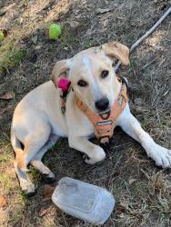 Found/Stray Female Dog last seen CLARK ST AND hWy 154 west, Quitman, TX 75783