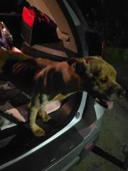Found/Stray Female Dog last seen Roaming in the wooded area behind the hses on Georgia Way, Cameron, NC 28326
