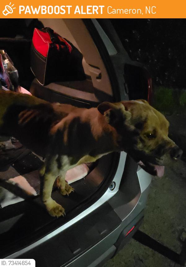 Found/Stray Female Dog last seen Roaming in the wooded area behind the hses on Georgia Way, Cameron, NC 28326