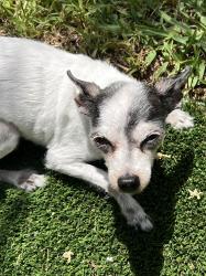 Lost Female Dog last seen 2nd and s palmway, Lake Worth Beach, FL 33460