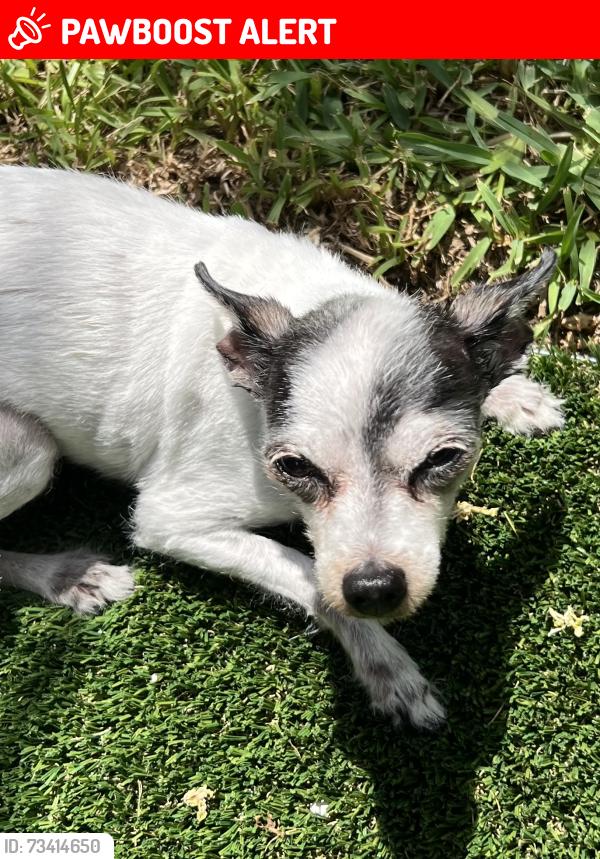Lost Female Dog last seen 2nd and s palmway, Lake Worth Beach, FL 33460