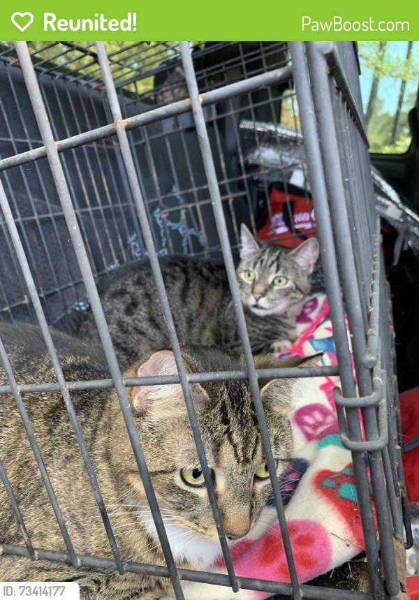 Reunited Female Cat last seen Greenwood St, Titusville, FL 32780