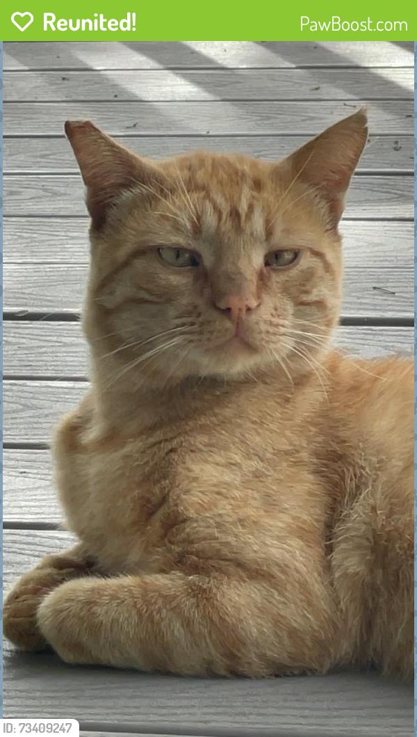 Reunited Male Cat last seen farquhar street and o’sullivan, Los Angeles, CA 90032