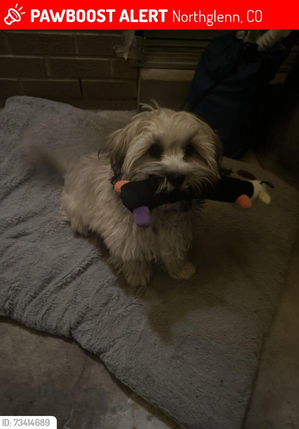 Lost Male Dog last seen 104th and Huron, Northglenn, CO 80260