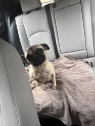 Found/Stray Female Dog last seen Forrest grove, El Monte, CA 91732