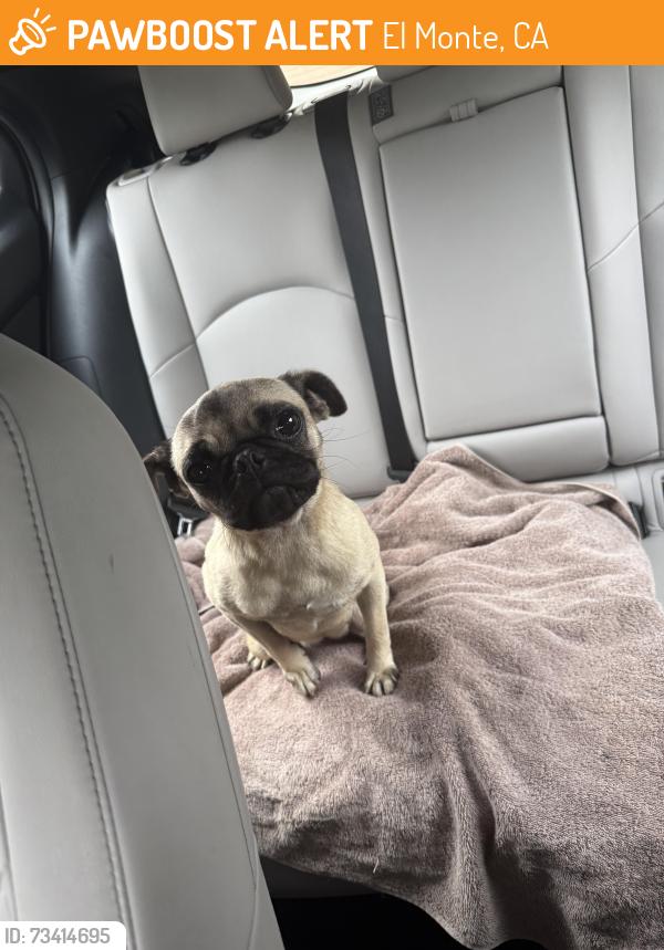 Found/Stray Female Dog last seen Forrest grove, El Monte, CA 91732