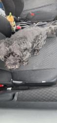 Found/Stray Male Dog last seen baltimore and longfellow st, Hyattsville, MD 20781