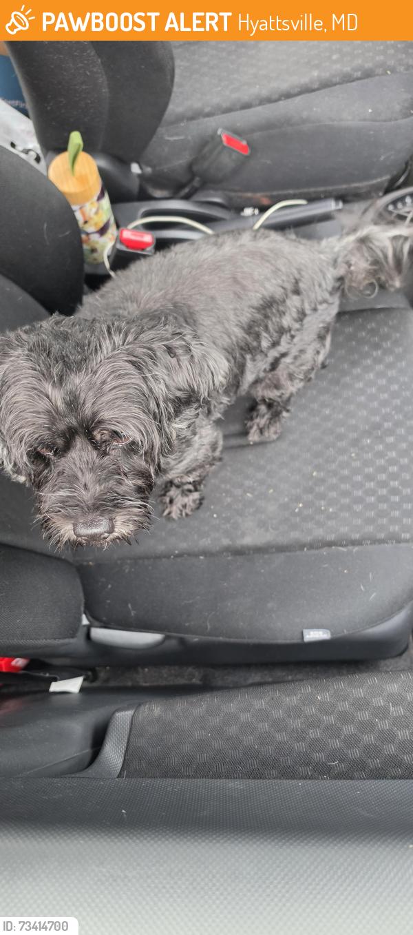 Found/Stray Male Dog last seen baltimore and longfellow st, Hyattsville, MD 20781