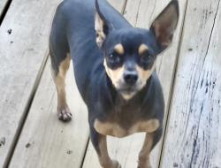 Reunited Female Dog last seen Reservoir St, Rome, GA 30161