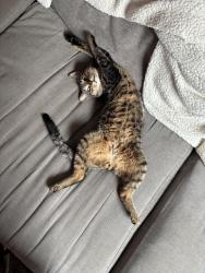 Lost Male Cat last seen Stiles Street and Myrtlewood Ave in Brewerytown, Philadelphia, Philadelphia, PA 19121