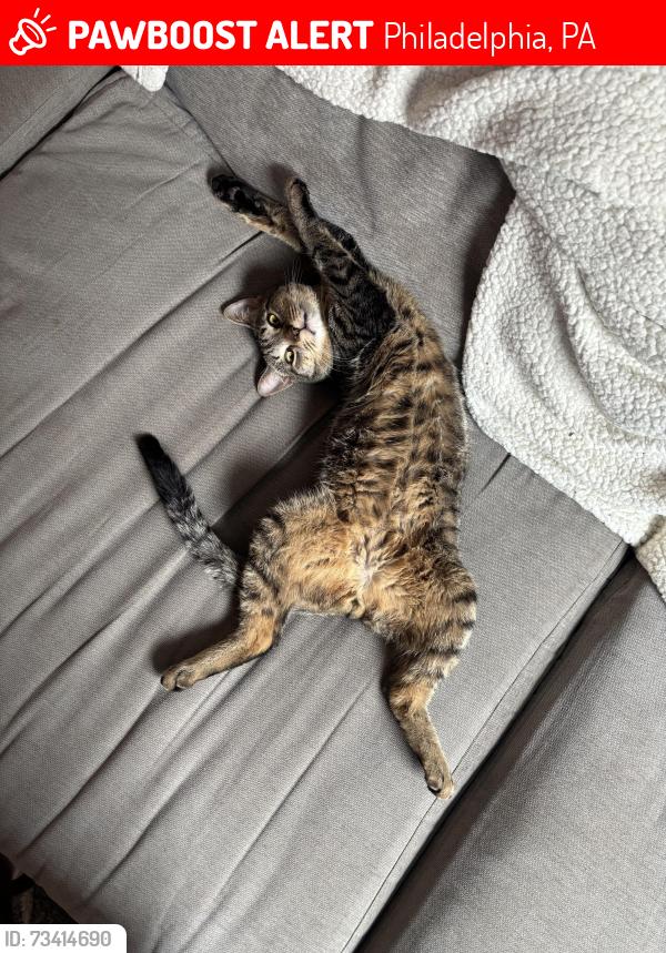 Lost Male Cat last seen Stiles Street and Myrtlewood Ave in Brewerytown, Philadelphia, Philadelphia, PA 19121