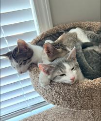 Lost Female Cat last seen SE 135th ST/US HWY 441, Summerfield, FL 34491