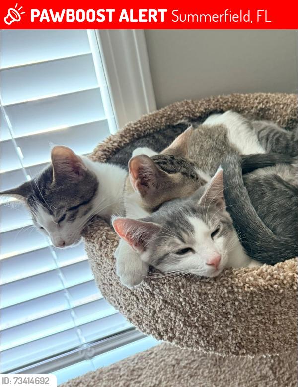Lost Female Cat last seen SE 135th ST/US HWY 441, Summerfield, FL 34491