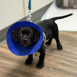 Shelter Stray Male Dog last seen Orange Avenue, San Diego, CA, 92115, 5500 Gaines St, San Diego, CA 92110, USA