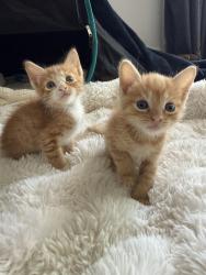 Shelter Stray Female Cat last seen Near S 37th Street, San Diego, CA, 92113, 5500 Gaines St, San Diego, CA 92110, USA