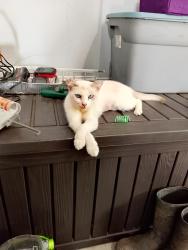 Lost Female Cat last seen Shaw drive , gordons road, Wilmington, NC 28411