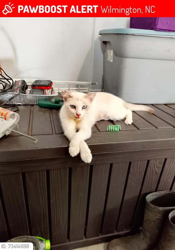Lost Female Cat last seen Shaw drive , gordons road, Wilmington, NC 28411
