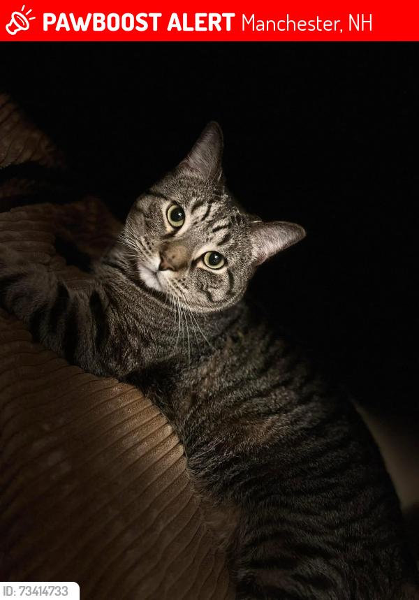 Lost Male Cat last seen Kelley st, Manchester, NH 03102