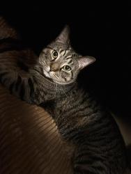 Lost Male Cat last seen Kelley st, Manchester, NH 03102