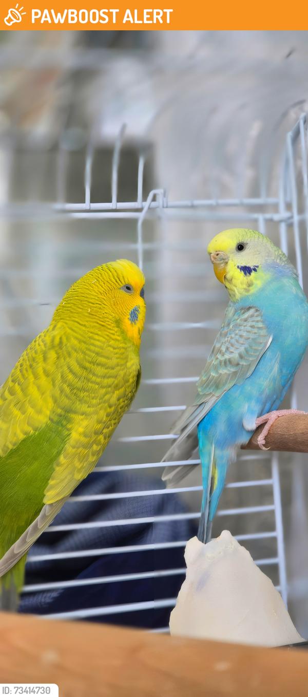 Found/Stray Female Bird last seen Catford, Greater London, England SE6 3TR