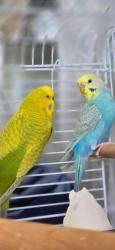 Found/Stray Female Bird last seen Catford, Greater London, England SE6 3TR