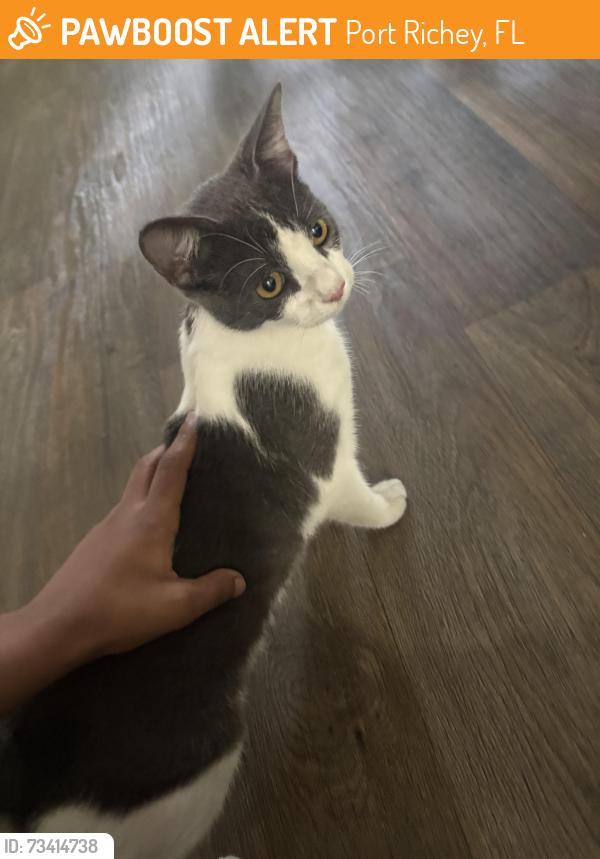 Found/Stray Unknown Cat last seen Little Road, Port Richey, FL 34668
