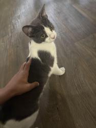 Found/Stray Unknown Cat last seen Little Road, Port Richey, FL 34668