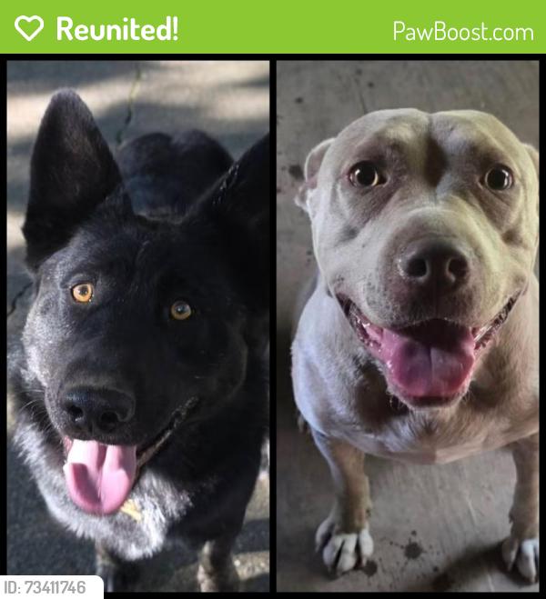 Reunited Female Dog last seen Lookout Mountain, Georgia 30738, USA, Walker County, GA 30738