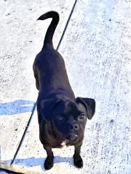 Found/Stray Male Dog last seen New braunfels and cooper st, San Antonio, TX 78210