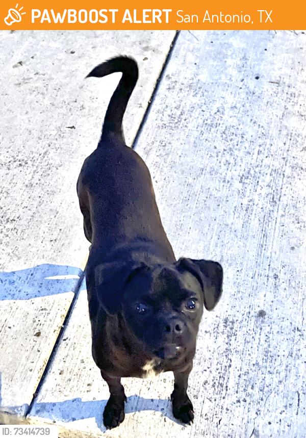 Found/Stray Male Dog last seen New braunfels and cooper st, San Antonio, TX 78210
