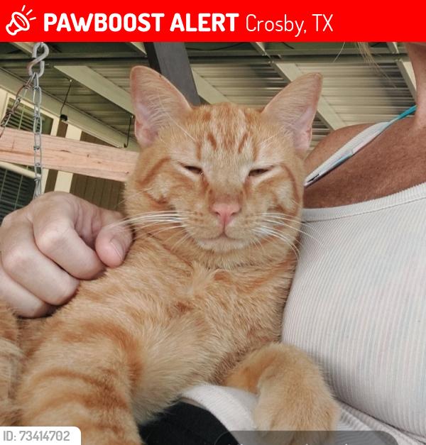 Lost Male Cat last seen Sundown meadows and 2100, Crosby, TX 77532