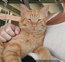 Lost Male Cat last seen Sundown meadows and 2100, Crosby, TX 77532