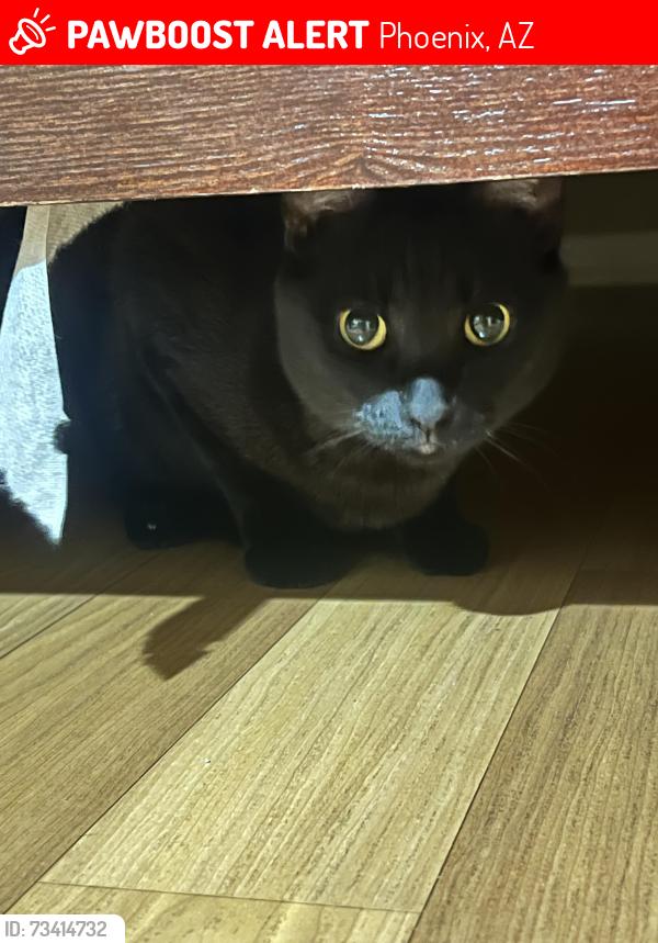 Lost Female Cat last seen Don Parks Yard of Statues, Phoenix, AZ 85033