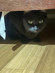 Lost Female Cat last seen Don Parks Yard of Statues, Phoenix, AZ 85033