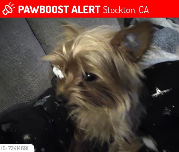 Lost Female Dog last seen Rose, Stockton, CA 95202