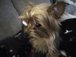 Lost Female Dog last seen Rose, Stockton, CA 95202