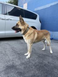 Reunited Male Dog last seen Dodge Dependable Car Dealership, Los Angeles, CA 91304