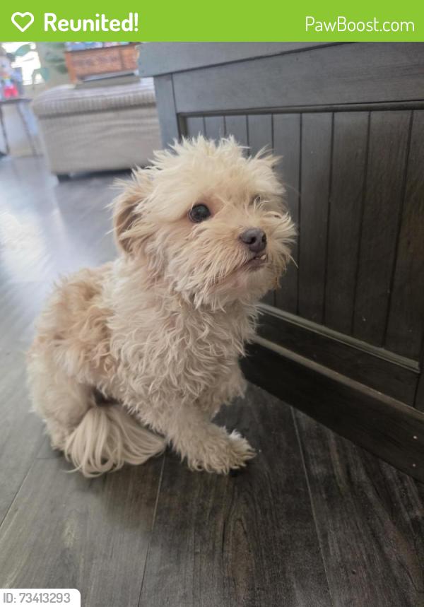 Reunited Female Dog last seen E 27th st, Lancaster, CA 93535